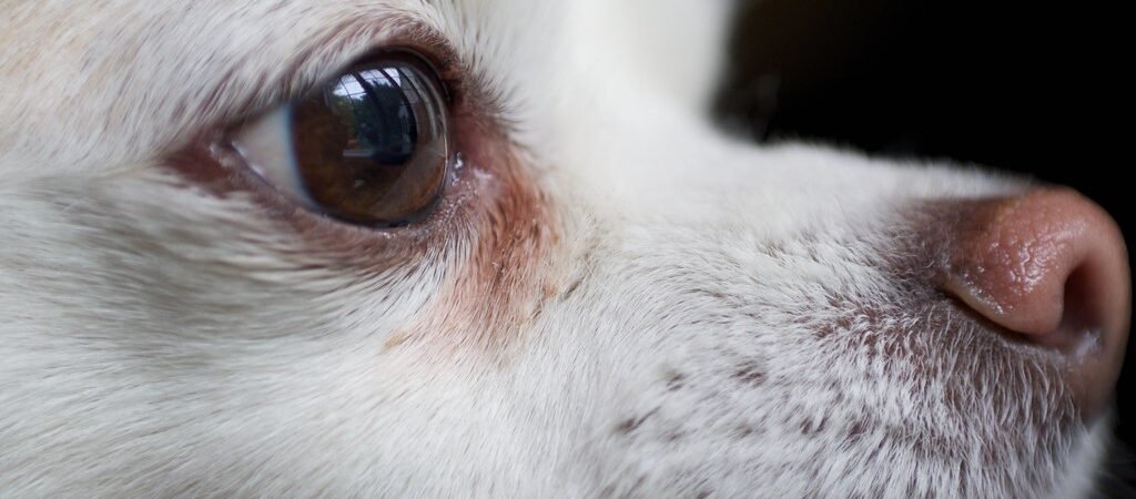 Dry Eye (KCS) in Senior Dogs: Why It Happens and How It’s Treated