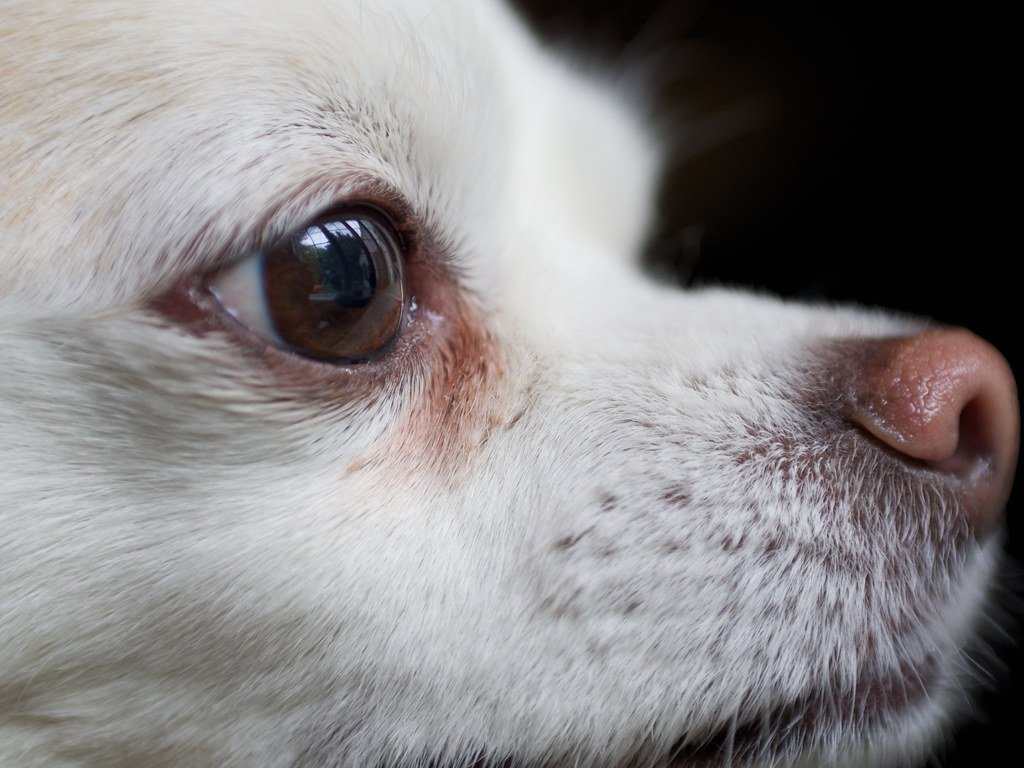 Dry Eye (KCS) in Senior Dogs: Why It Happens and How It’s Treated