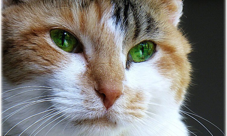 Inflammatory Bowel Disease (IBD) in Senior Cats