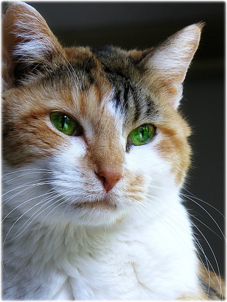 Vaccination Schedules for Senior Dogs and Cats: What Actually Changes With Age