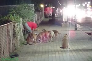 Dogs eating from bowls at feeding time
