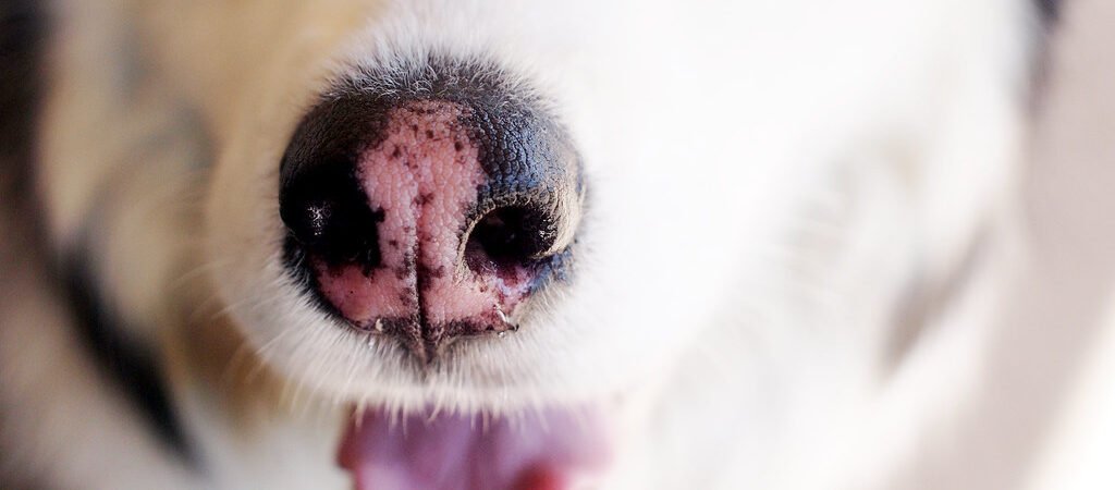 Car Ramps for Senior Dogs: Protecting Joints on Every Ride