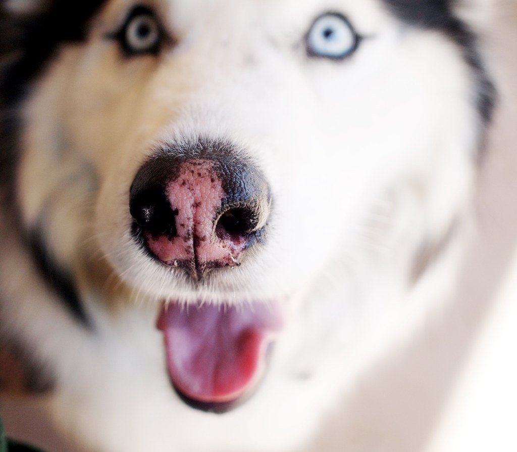 Car Ramps for Senior Dogs: Protecting Joints on Every Ride