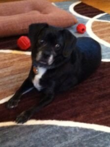 Senior dog resting, representing pancreatitis recovery in dogs