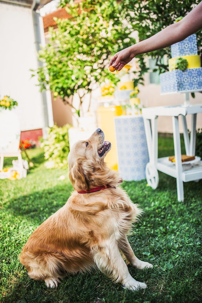 Senior dog outdoors, relevant to product buying guides for aging dogs