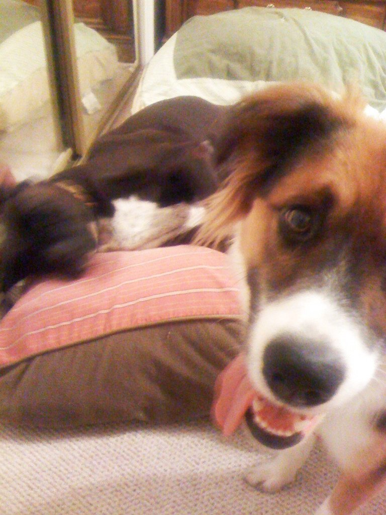 Dog bed suitable for senior dogs with joint pain