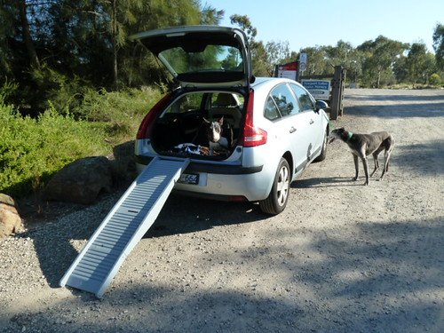 Best Ramps for Senior Dogs: Cars, Beds, and Furniture