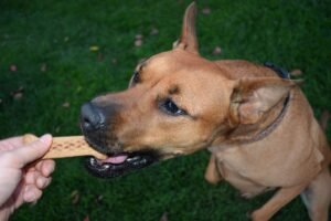 Dog being trained with a reward, representing positive reinforcement ramp training for senior dogs
