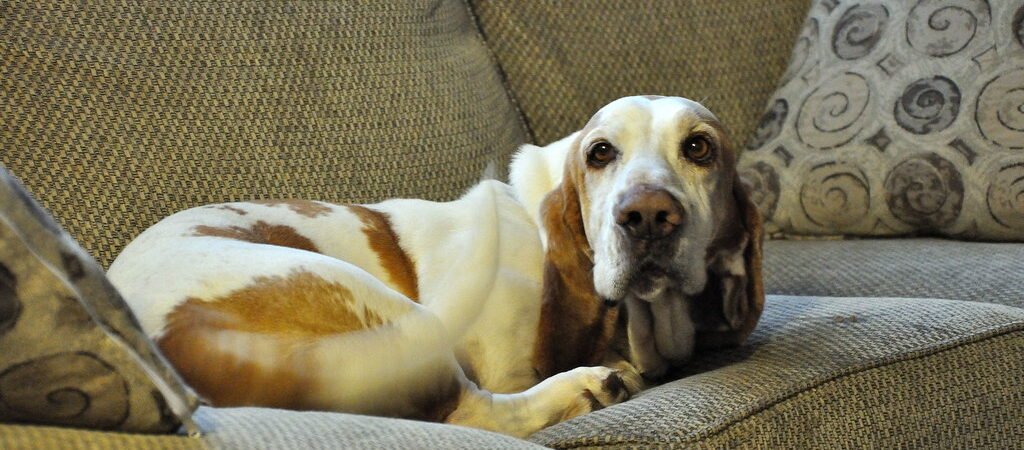 Selegiline for Canine Cognitive Dysfunction: What It Does and Doesn’t Do