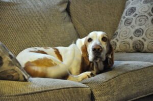Dog resting calmly on a couch, representing medication support for canine cognitive dysfunction