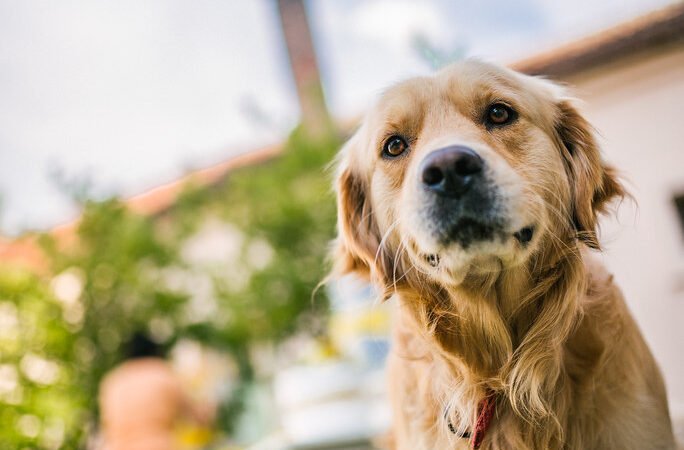 At What Age Is a Dog Considered a Senior? A Breed Size Age Chart