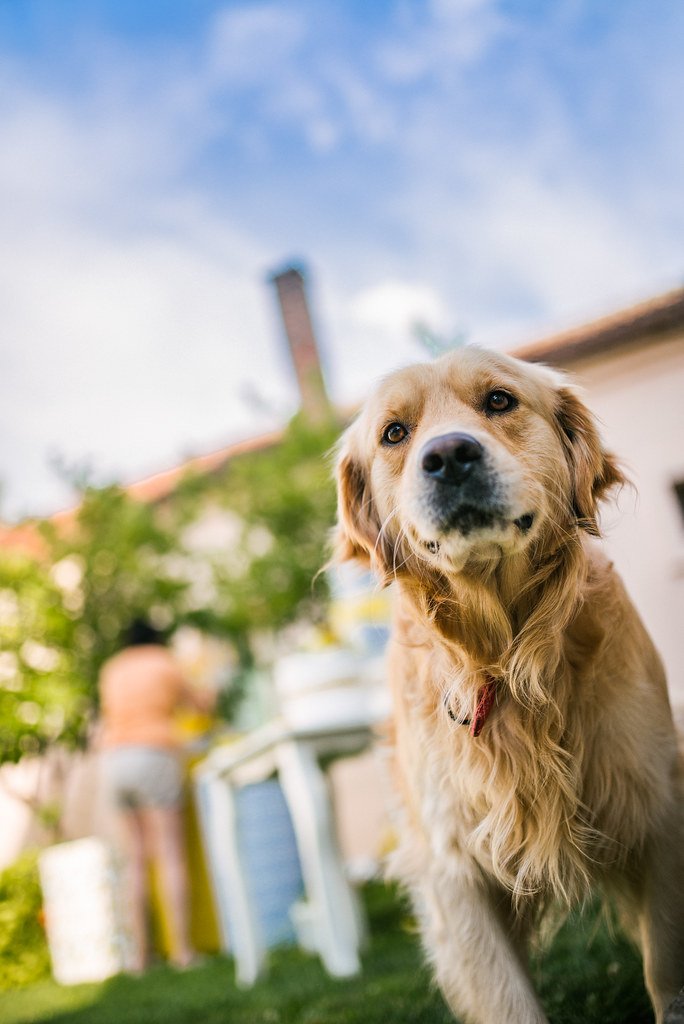 Golden Retriever posing in a yard, illustrating when dogs reach senior age by breed size