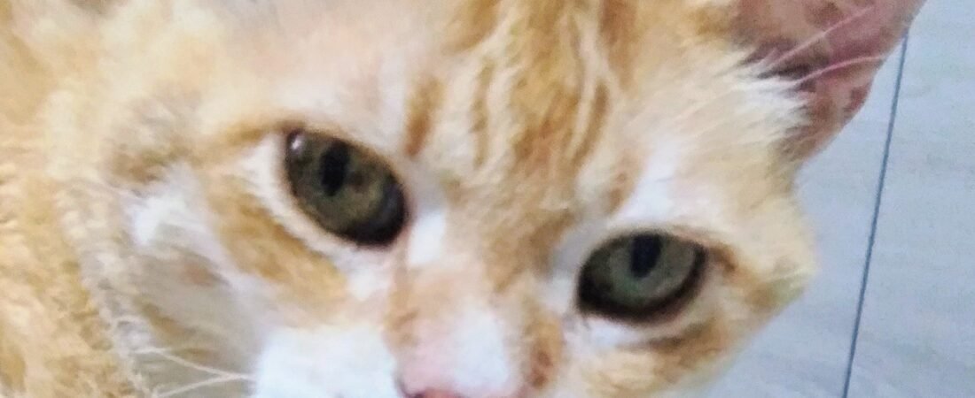 10 Health Warning Signs Every Senior Cat Owner Should Know