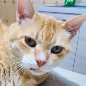 Portrait of a senior cat, relevant to common health issues in aging cats