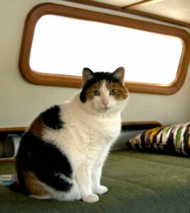 Senior cat portrait, representing diabetes in senior cats