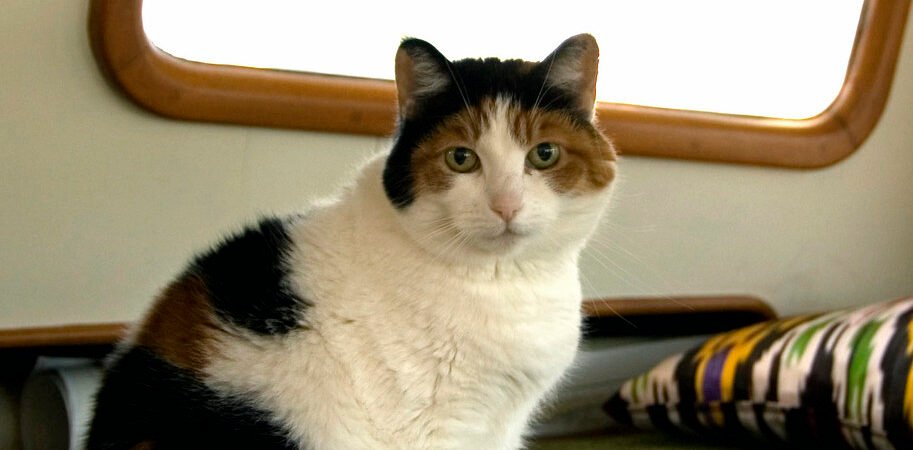 Diabetes in Senior Cats: Signs, Treatment, and the Possibility of Remission