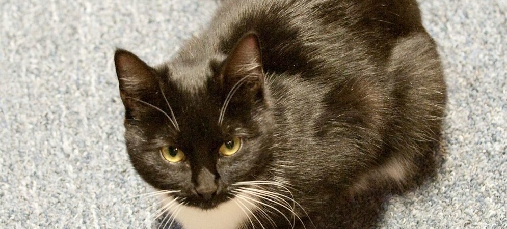 Senior Cat Nutrition: What Your Aging Cat Actually Needs