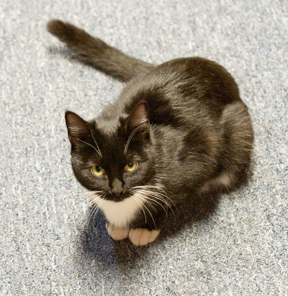 Senior Cat Nutrition: What Your Aging Cat Actually Needs