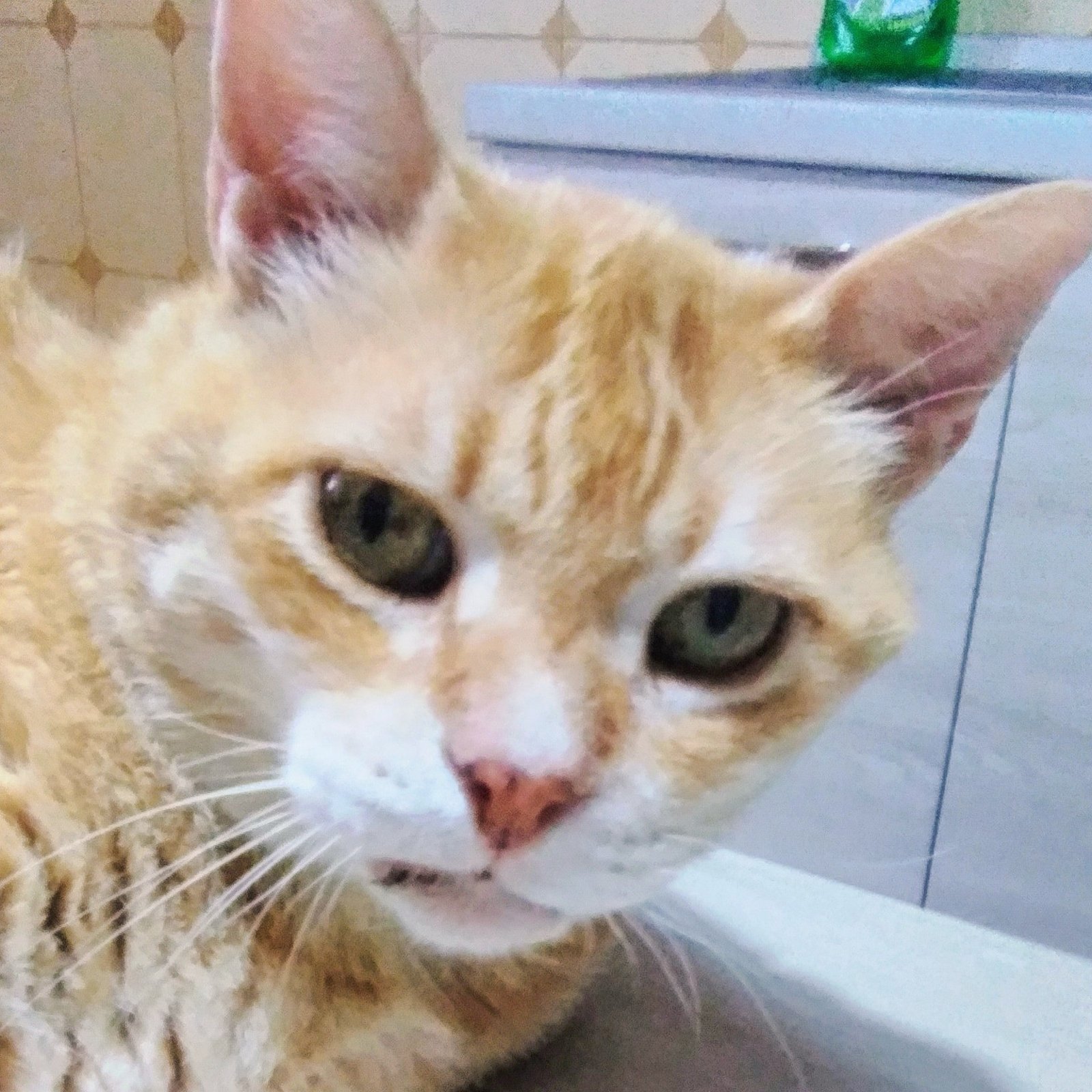 10 Health Warning Signs Every Senior Cat Owner Should Know