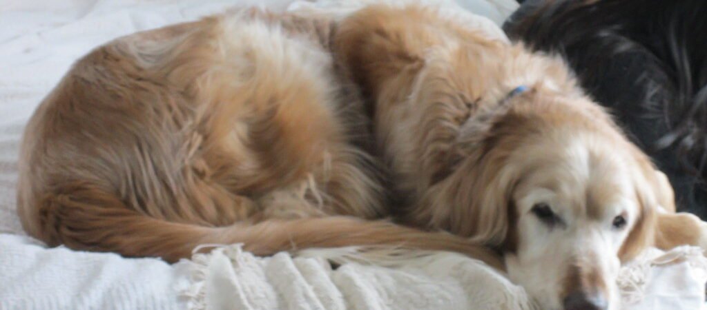 7 Home Modifications That Help Senior Dogs Move Safely