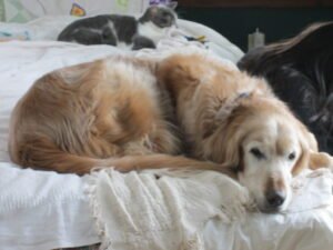 Senior dog resting in a comfortable home environment