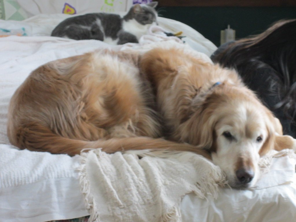 7 Home Modifications That Help Senior Dogs Move Safely