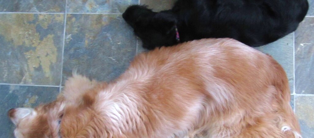 DISHAA: How to Recognize Cognitive Decline in Senior Dogs
