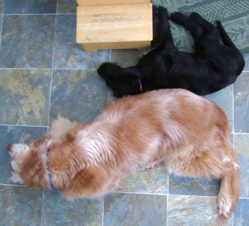 DISHAA: How to Recognize Cognitive Decline in Senior Dogs