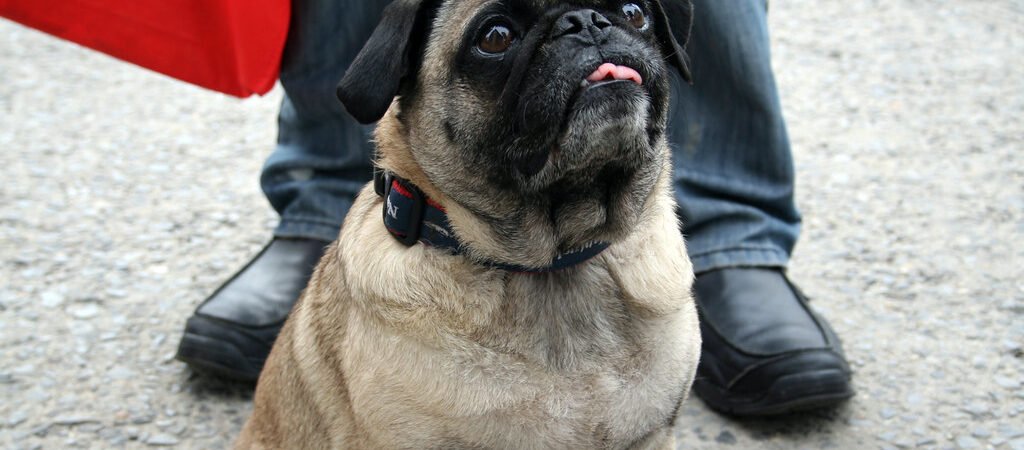 Cushing’s Disease in Senior Dogs: Signs and Treatment