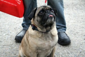 Senior pug with a pot-bellied build, illustrating a physical sign of Cushing's disease in senior dogs