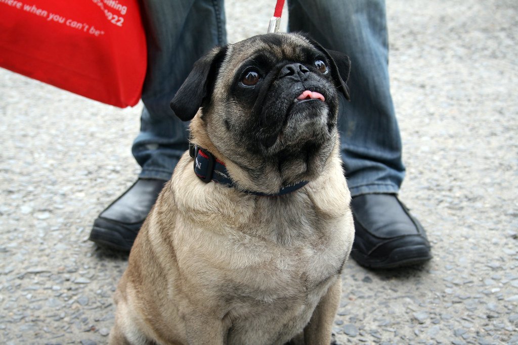 Senior pug with a pot-bellied build, illustrating a physical sign of Cushing's disease in senior dogs