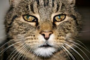 Cat face close-up, representing dental disease and stomatitis in senior cats