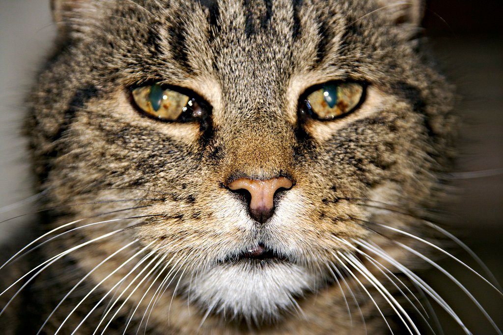 Cat face close-up, representing dental disease and stomatitis in senior cats