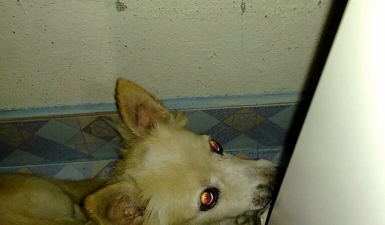 Storm and Noise Anxiety in Senior Dogs: Why It Often Gets Worse