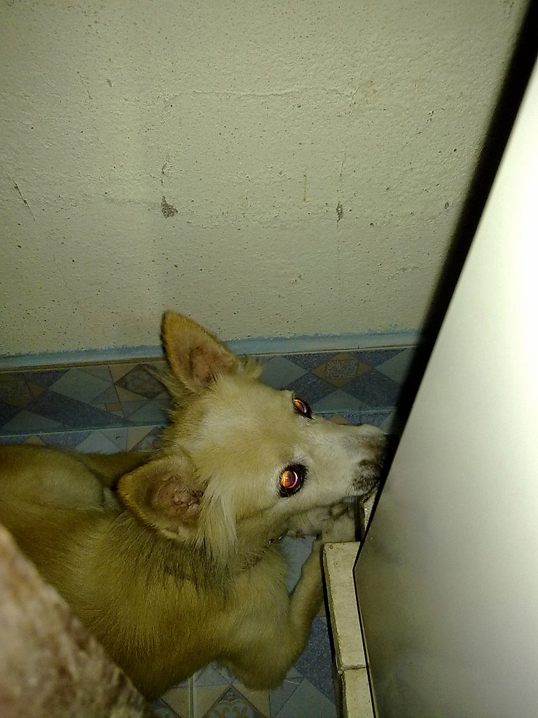 Storm and Noise Anxiety in Senior Dogs: Why It Often Gets Worse