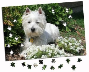 Senior West Highland White Terrier walking outdoors, representing joint mobility and supplements