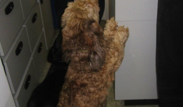 Recurrent Urinary Tract Infections in Senior Dogs and Cats