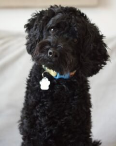 Black dog with a visible head tilt, illustrating a sign of vestibular disease in senior dogs
