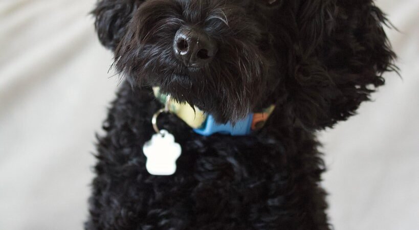 Vestibular Disease in Senior Dogs: Sudden Dizziness and Head Tilt Explained
