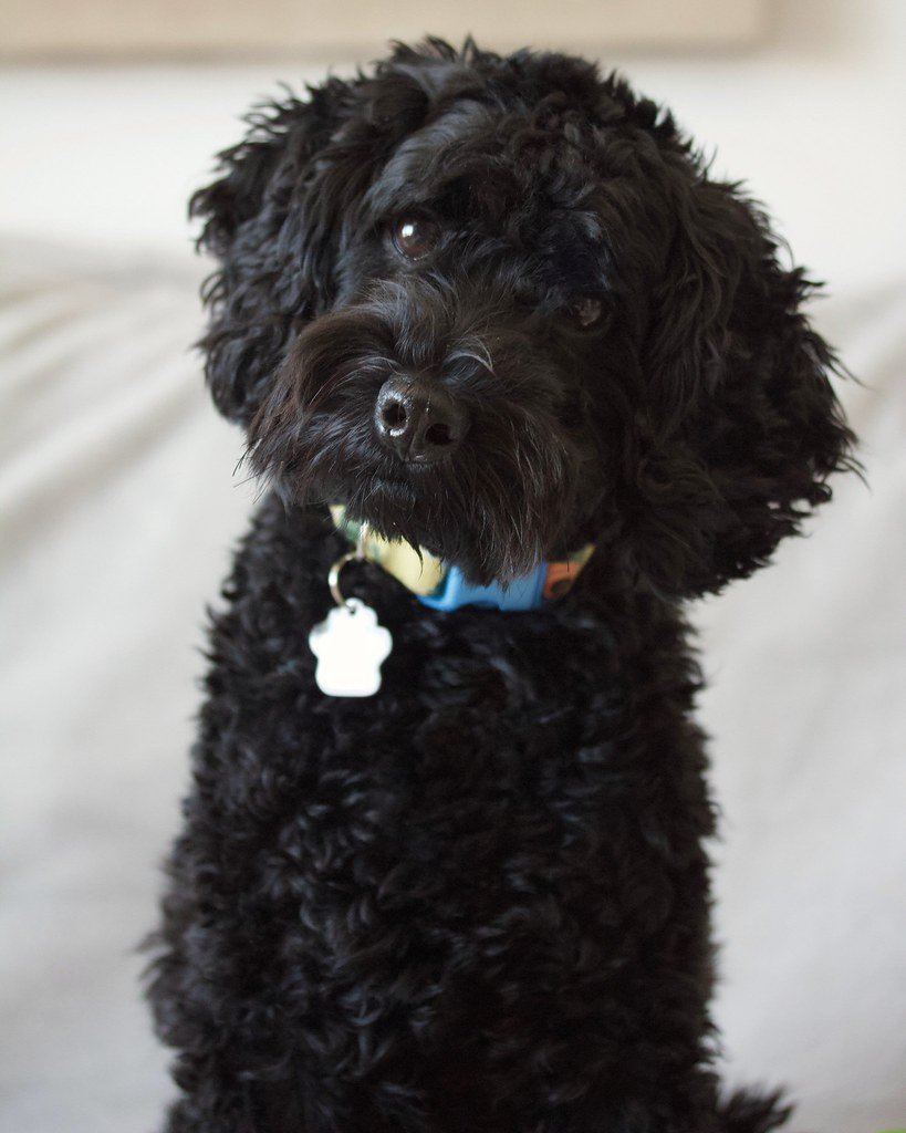 Black dog with a visible head tilt, illustrating a sign of vestibular disease in senior dogs