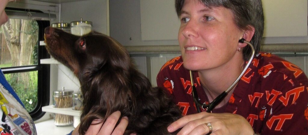 Anesthesia Safety for Senior Pets: What to Ask Before Surgery or a Dental Cleaning