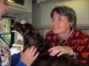 Dog receiving a veterinary check-up, representing pre-anesthetic screening