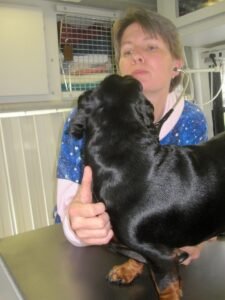 Senior dog being examined by a vet, representing a seizure workup visit