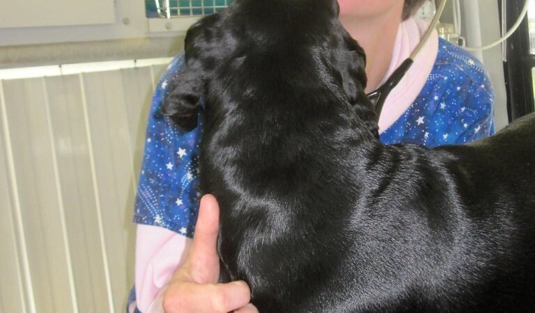 Seizures in Senior Dogs: New-Onset Epilepsy Explained
