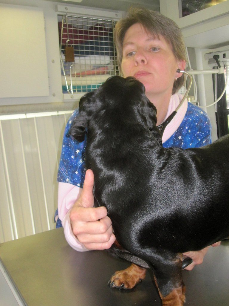 Senior dog being examined by a vet, representing a seizure workup visit