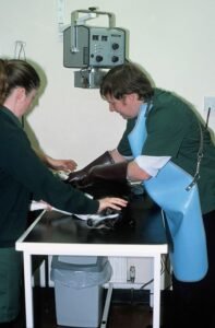 Dog receiving a veterinary health checkup, representing preparing for a senior pet vet visit