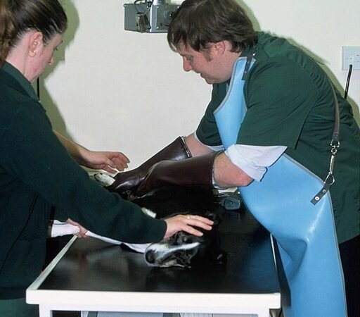 Preparing for a Senior Pet’s Vet Visit: Getting the Most From Each Appointment