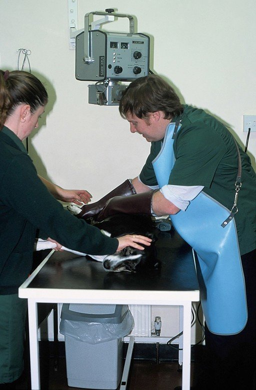 Preparing for a Senior Pet’s Vet Visit: Getting the Most From Each Appointment