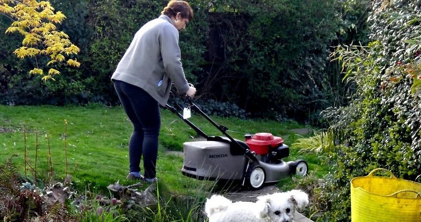 Yard and Outdoor Safety for Senior Dogs