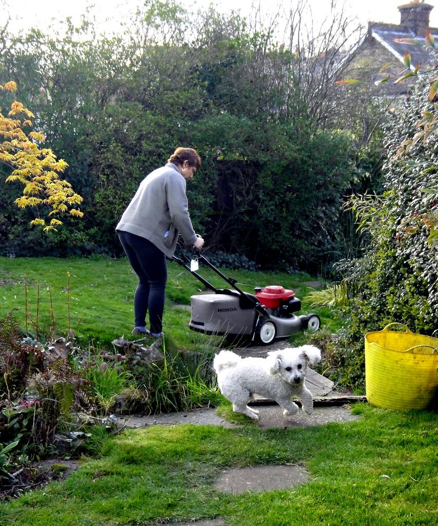 Yard and Outdoor Safety for Senior Dogs